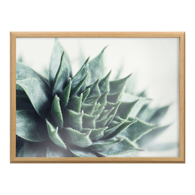 Blake Radical Succulent Framed Printed Glass by Emiko and Mark Franzen of F2Images
