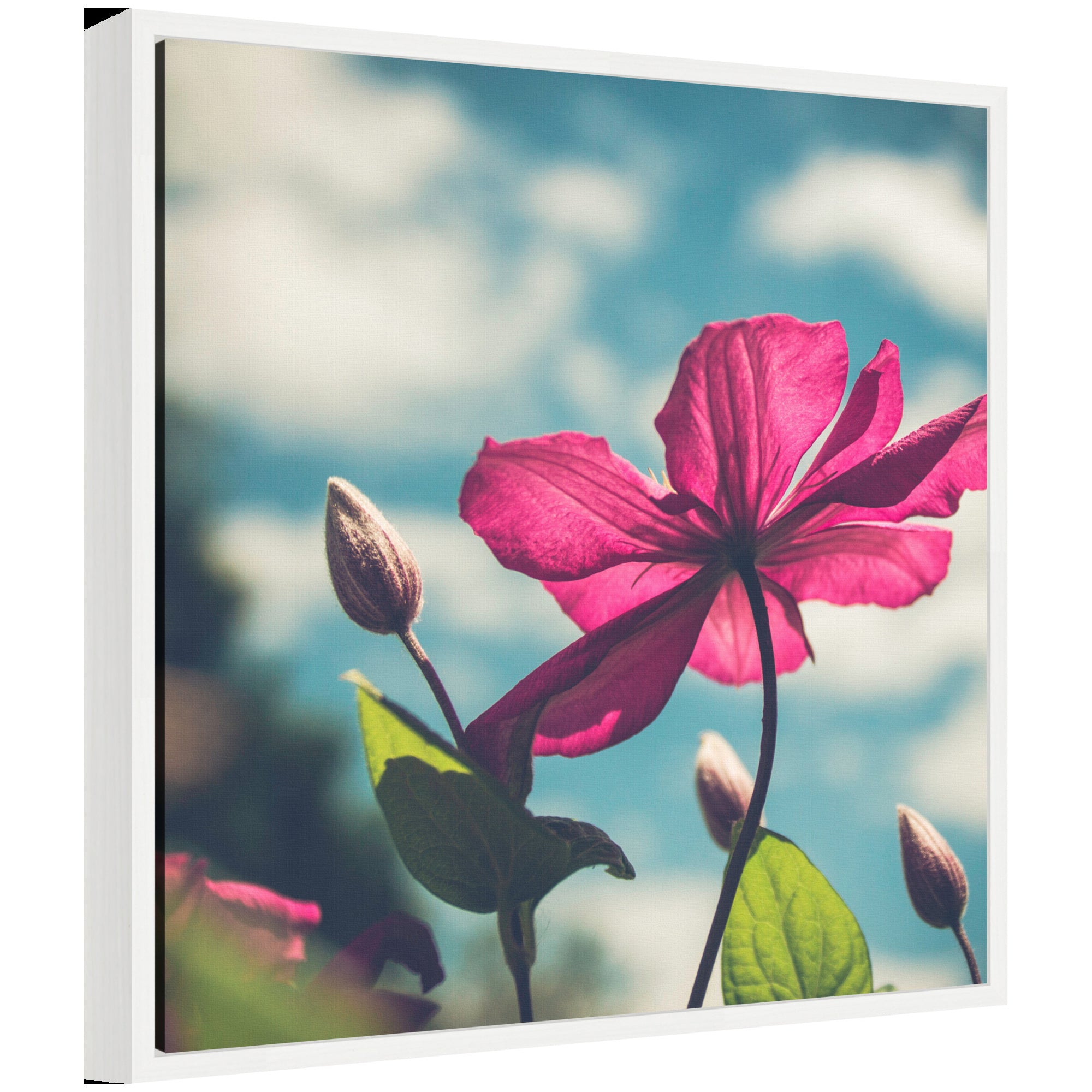 Sylvie Flower in the Sky framed canvas art showing a flower against a bright sky, framed in a modern lightweight polystyrene frame.