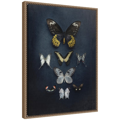 Butterfly Study Dark framed canvas wall art print in dark gold Sylvie Beaded frame showing butterfly imagery