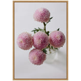 Top view of five pastel pink dahlia flowers with spherical, densely layered petals, arranged in a clear glass vase with green leaves on a white background.