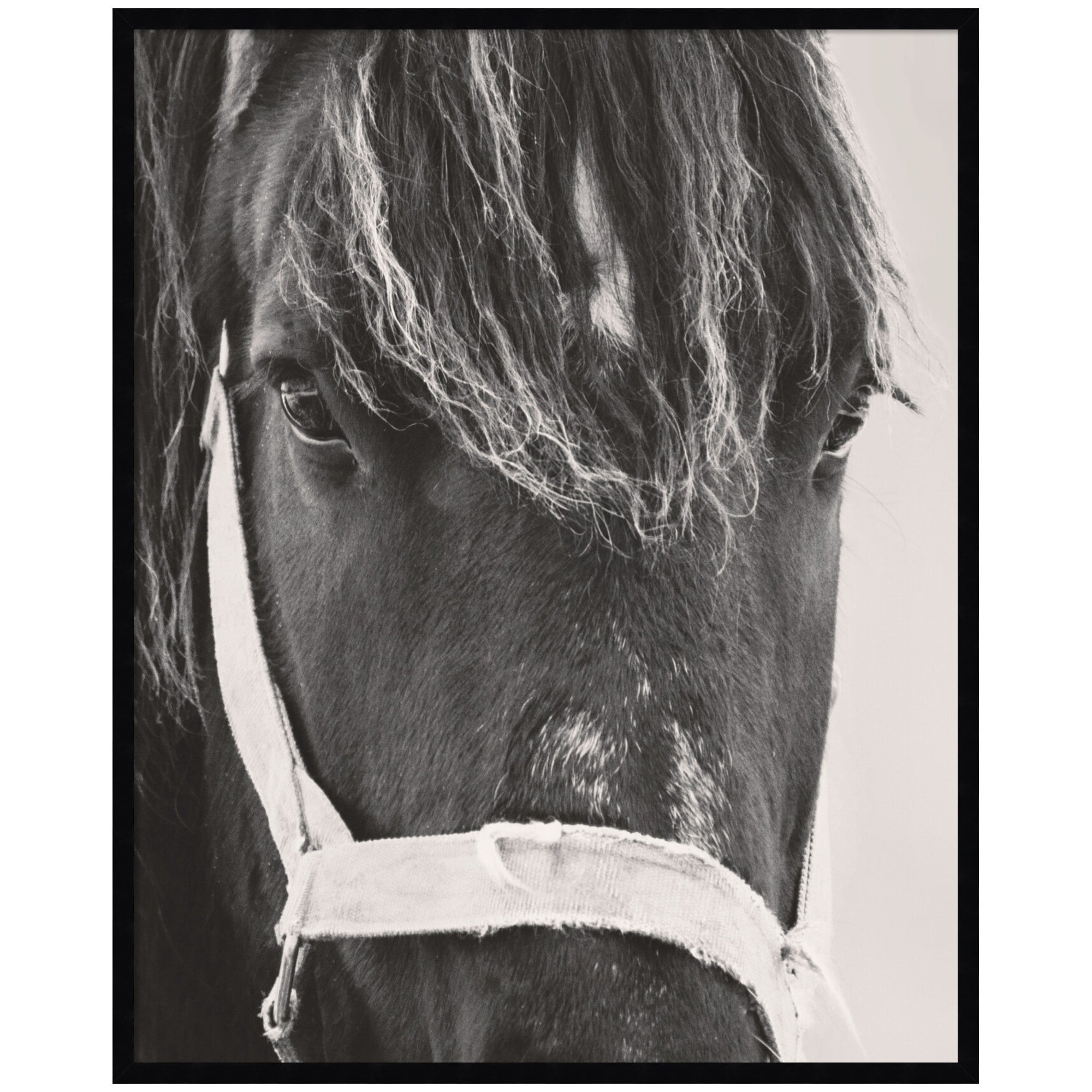 Black Horse by Emiko and Mark Franzen F2 Images Framed Wall Art Print