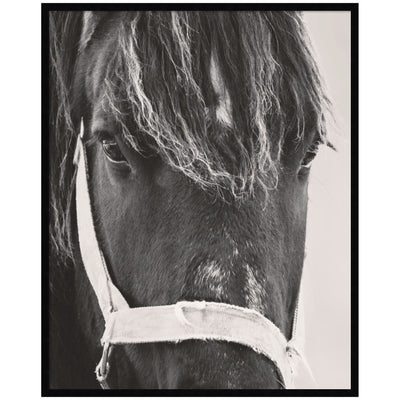 Black Horse by Emiko and Mark Franzen F2 Images Framed Wall Art Print