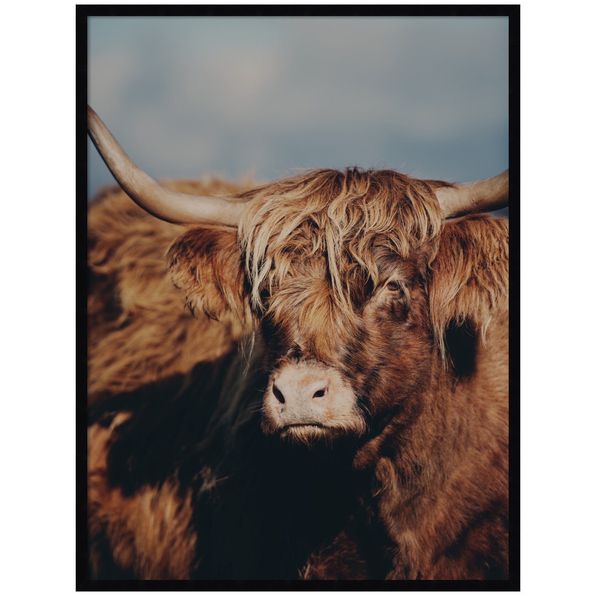 Framed art print of Highland Cow No.
5 by Laura Evans showing a black-framed animal portrait.