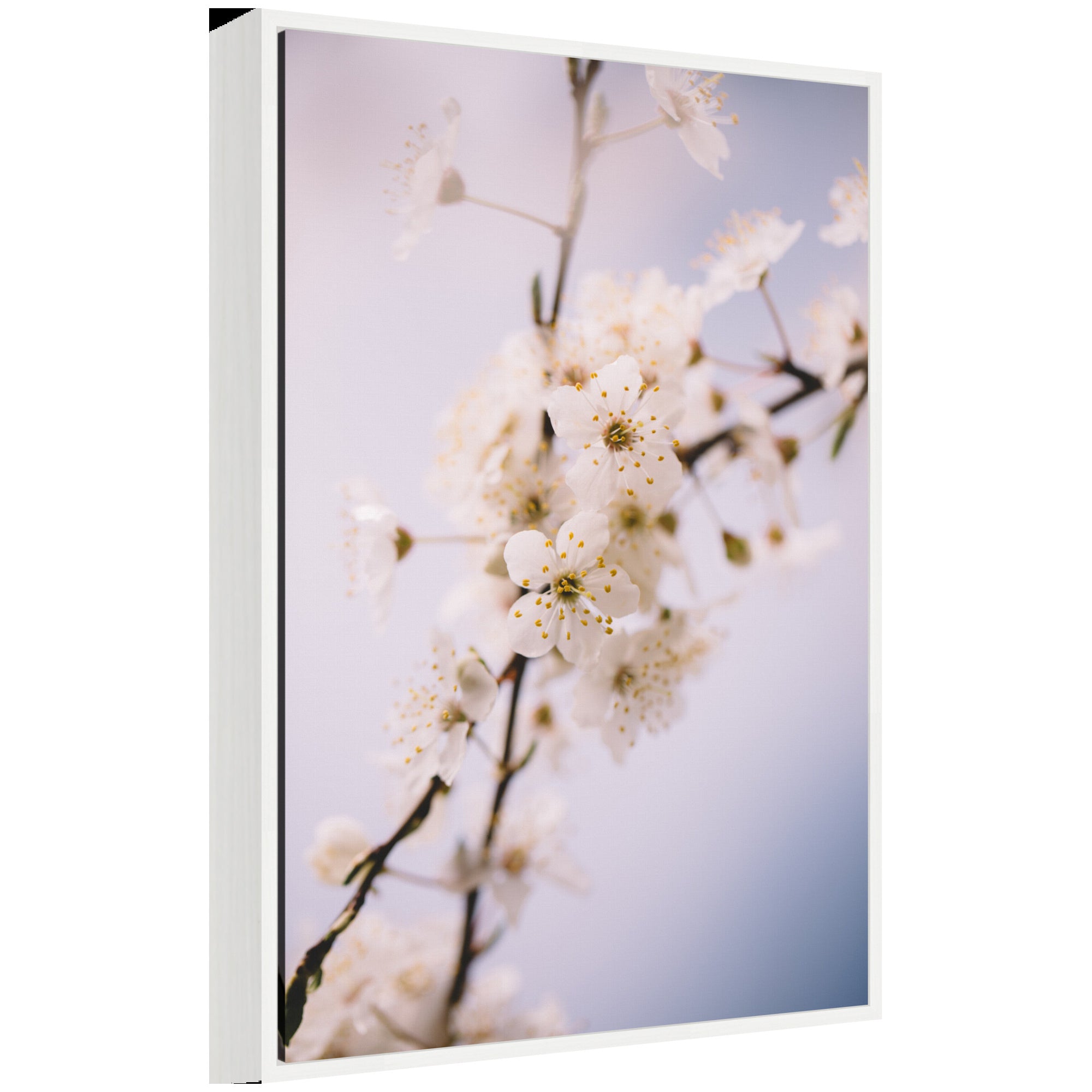 Sylvie Nature White Floral Blooms Framed Canvas by Patricia Hasz