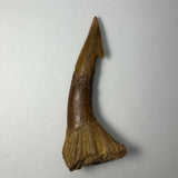 Elongated fossil barbed tooth with a pointed tip and a wider textured base, displaying a gradient from light to dark brown hues on a plain light background.