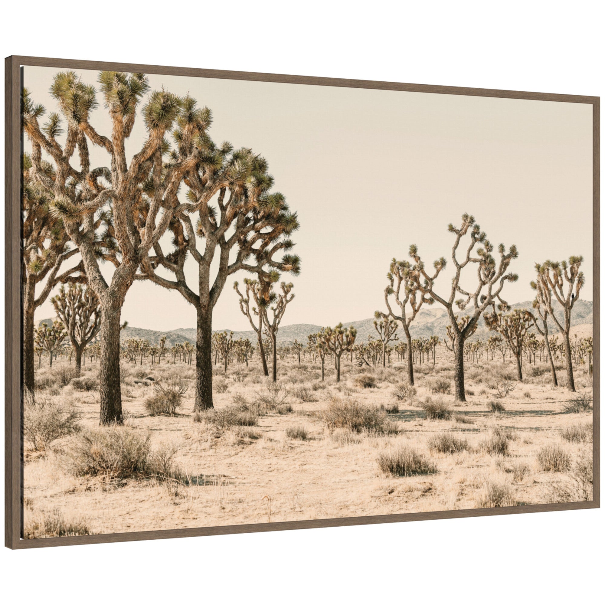 Framed canvas print of a desert landscape featuring Joshua trees by Alicia Bock