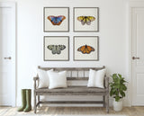 Sylvie Two Tone Butterfly Framed Canvas by kateandlaurel - product image 7 for Resin Society