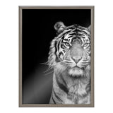 Black and white framed glass print of a tiger's face and upper body against a solid black background, showing detailed stripes and intense eyes.