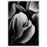 Close-up black and white photo of overlapping flower petals with soft texture and curved edges, framed with a decorative white braided border.