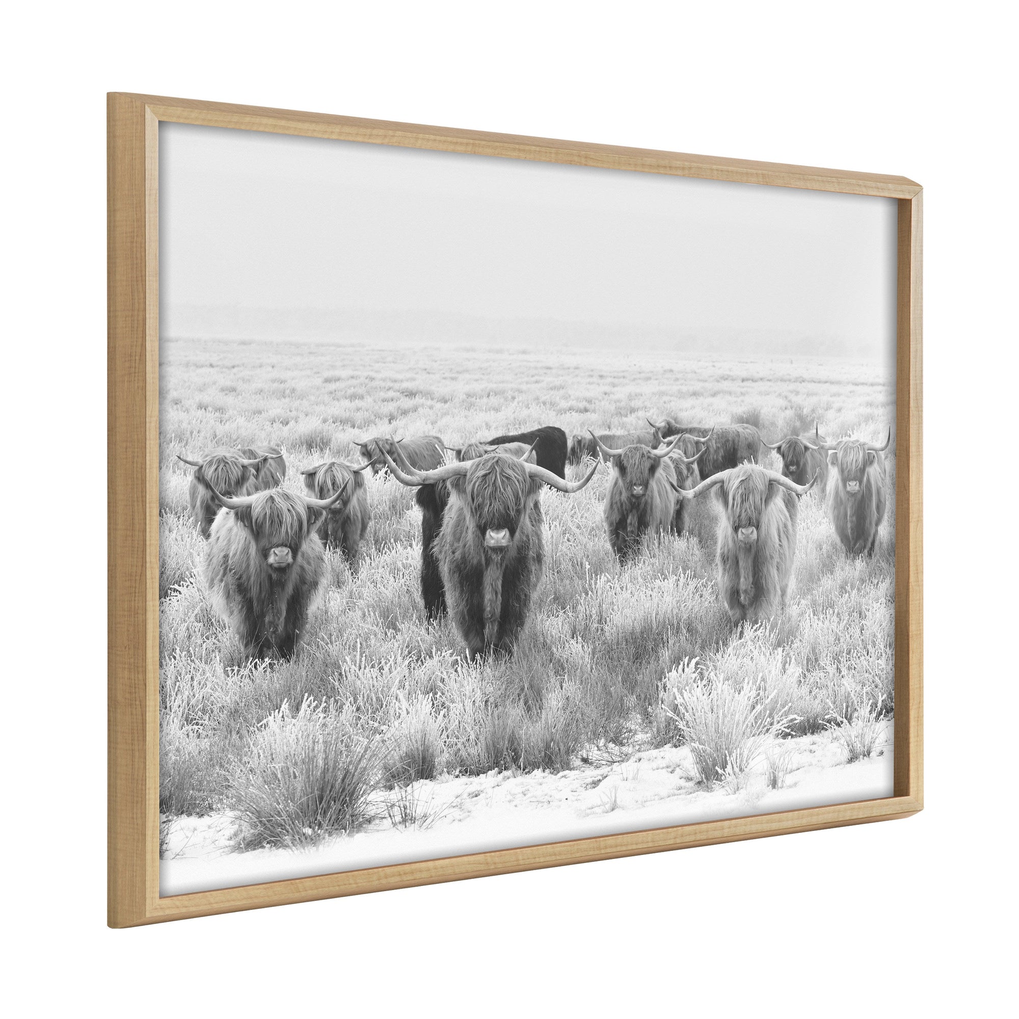 Black and white framed printed art featuring a herd of Highland cows