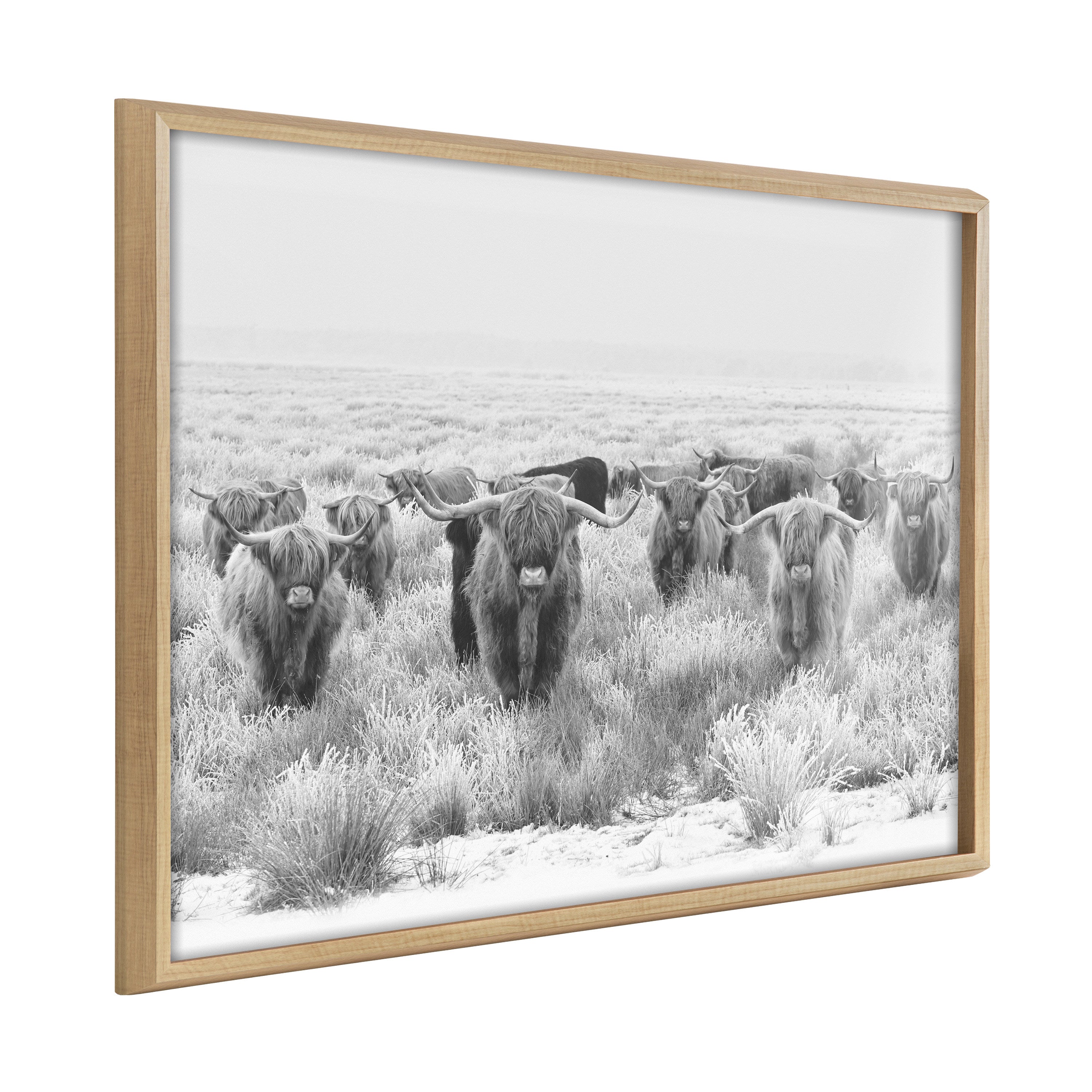 Black and white framed printed art featuring a herd of Highland cows