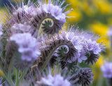 Curled spikes of lacy phacelia flowers with delicate pale purple petals and long stamens against a backdrop of yellow blooms and green stems.