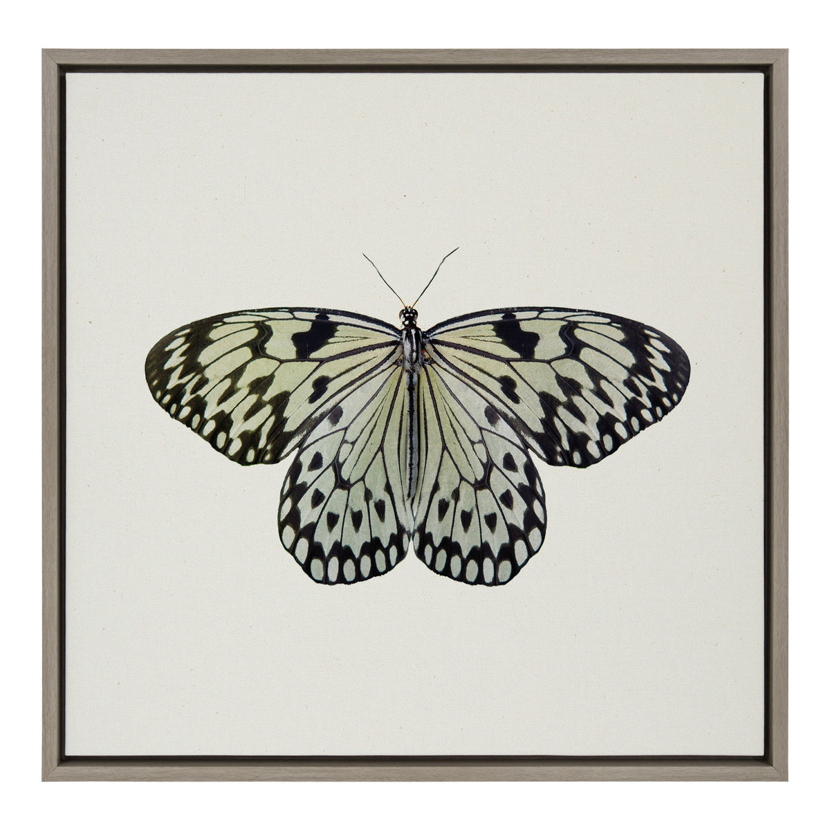 Sylvie Two Tone Butterfly Framed Canvas by kateandlaurel - product image 2 for Resin Society