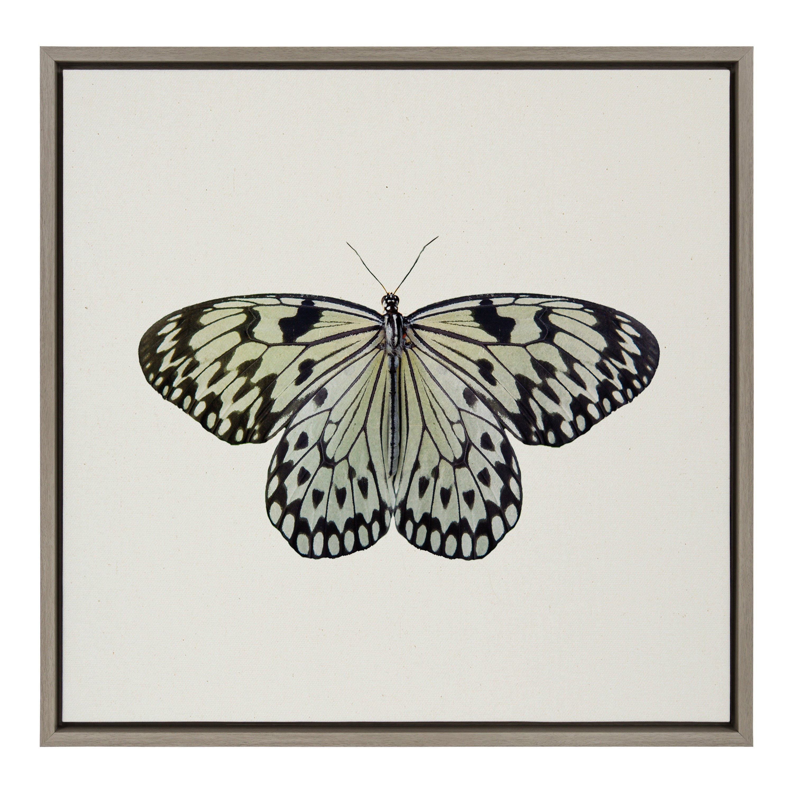 Sylvie Two Tone Butterfly Framed Canvas by kateandlaurel - product image 2 for Resin Society