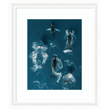 Aerial view of five humpback whales swimming in deep blue ocean water with white frothy trails showing their movement.
