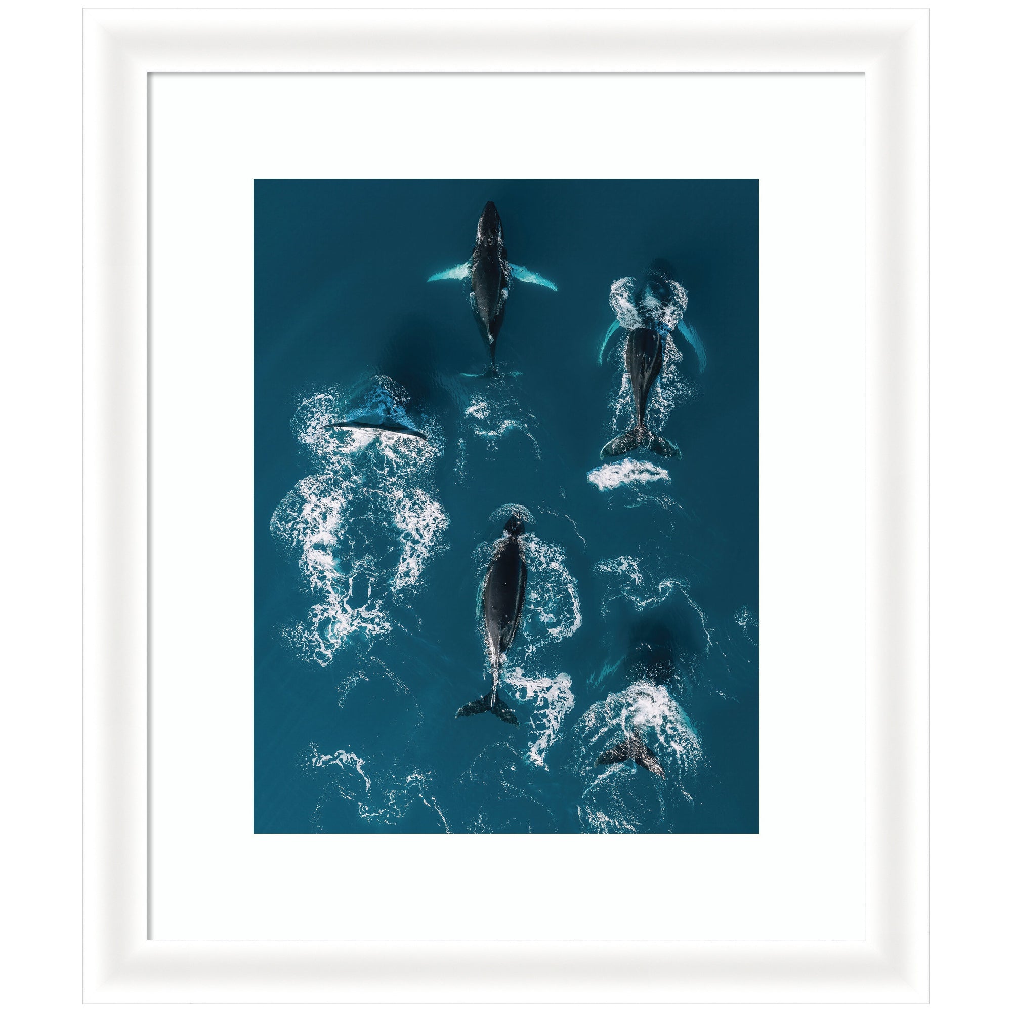 Framed Art School of Humpback Whales in the Blue Ocean by Michael Schauer
