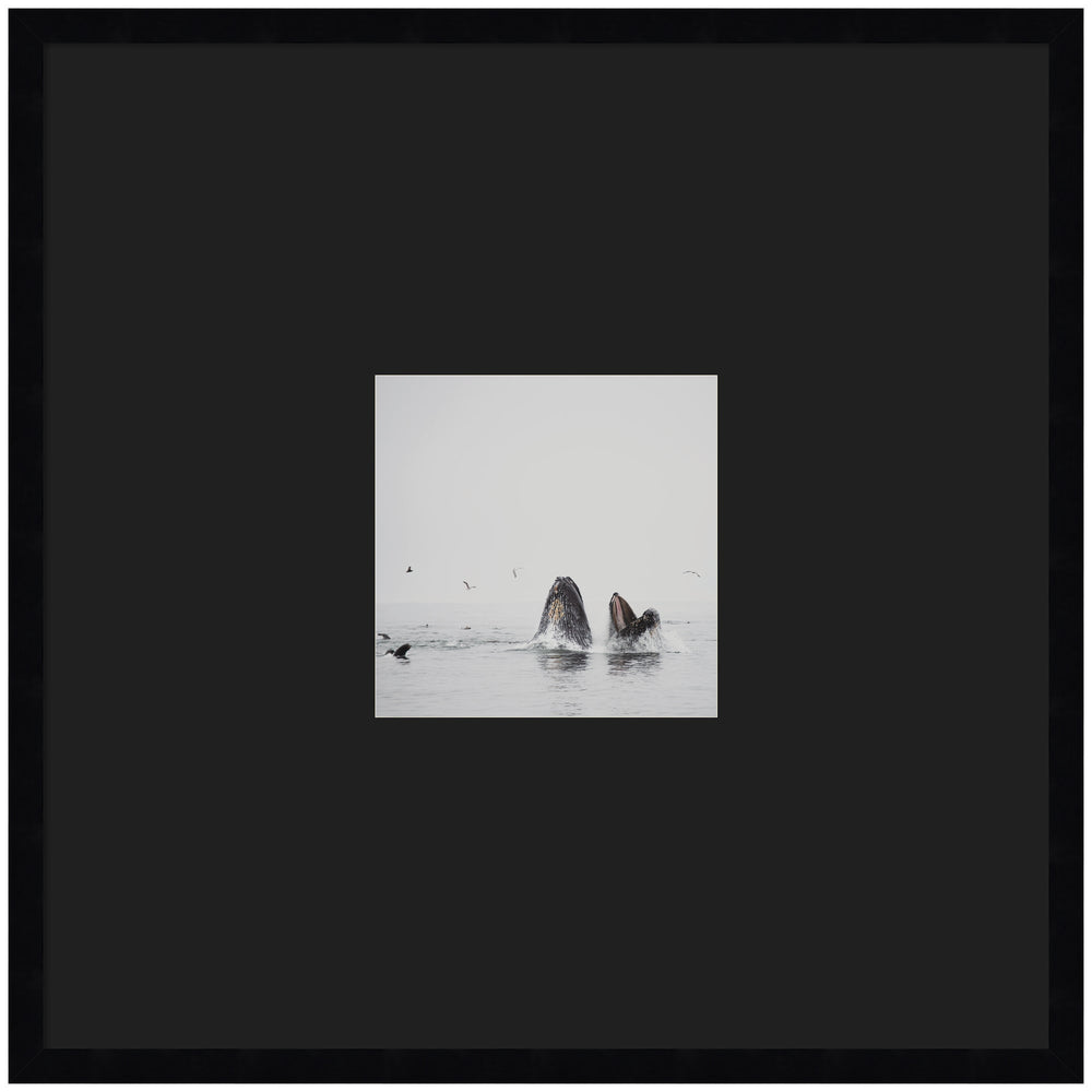 Framed wall art print depicting two humpback whales swimming with svelte noir black frame.