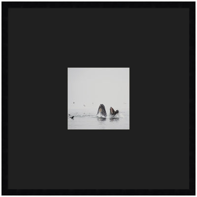 Framed wall art print depicting two humpback whales swimming with svelte noir black frame.