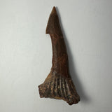 Long, dark brown fossilized Onchopristis barb/tooth with a sharp pointed tip and ridged, textured base, shown vertically on a plain white background.