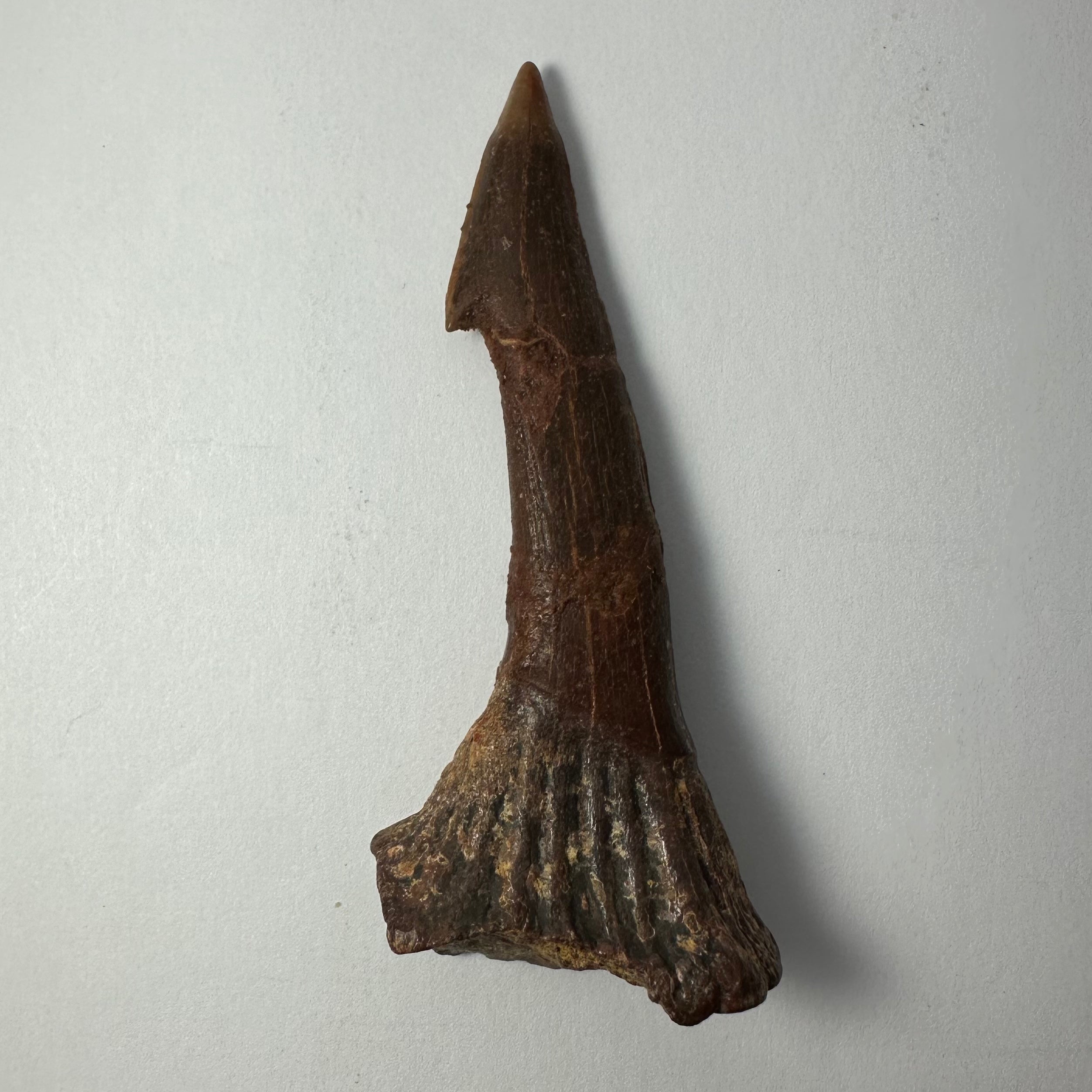 Onchopristis Barb/Tooth (LG) from Morocco
