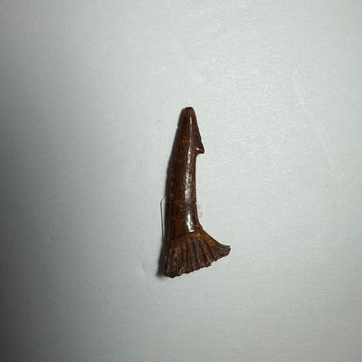 Onchopristis Barb/Tooth (SM) from Morocco