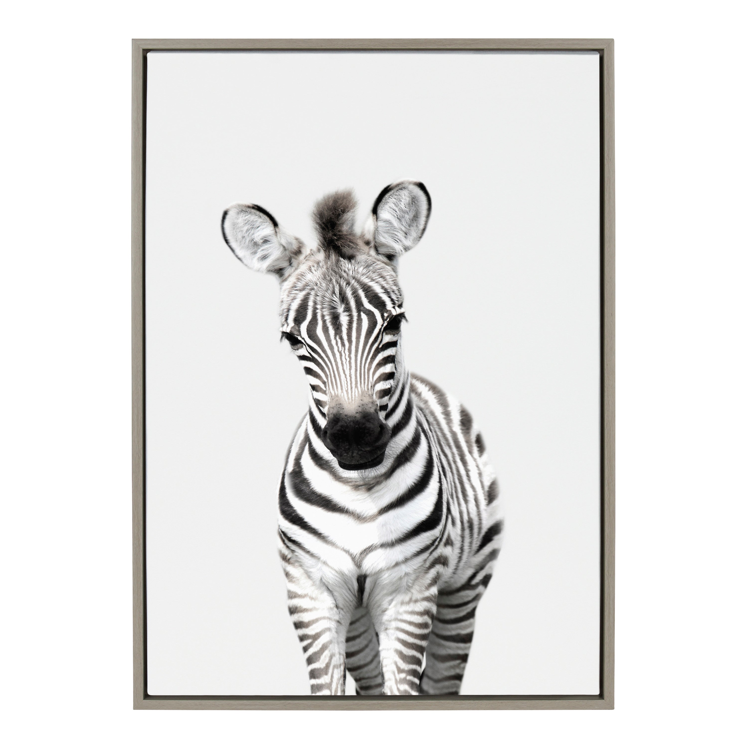 Sylvie Baby Zebra Framed Canvas by Amy Peterson