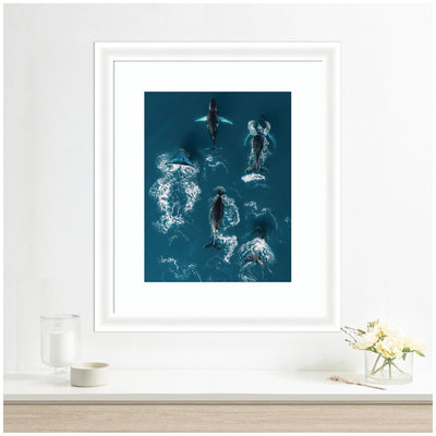 Framed Art School of Humpback Whales in the Blue Ocean by Michael Schauer