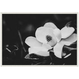 Black and white close-up of a magnolia flower with smooth petals and central seed cone, framed by dark blurred leaves and a textured white frame.
