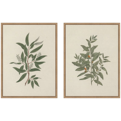 Two framed canvas wall art prints of Salix subserrata Willow and Osyris Lanceolate African Sandalwood in rustic natural Sylvie Beaded frames