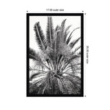 Black and white framed print of a palm tree with detailed long, slender fronds extending outward, measuring 17 by 25 inches framed size.