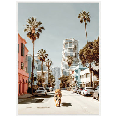Sylvie California Tiger Roaming through Palm Springs Framed Canvas by Michael Schauer