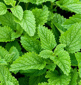 Cluster of vibrant green lemon balm leaves with serrated edges and prominent veins, seen from above.