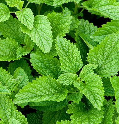 Cluster of vibrant green lemon balm leaves with serrated edges and prominent veins, seen from above.
