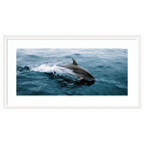 Dolphin breaking the ocean surface, creating splashes in deep blue water, framed in white with a wide panoramic view.