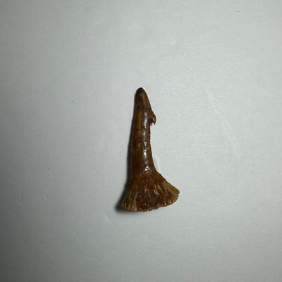 Onchopristis Barb/Tooth (SM) from Morocco