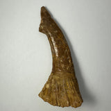 Curved brown fossil resembling a serrated tooth or barb with textured grooves and an irregular base against a plain light background