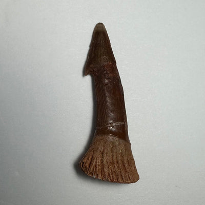 Onchopristis Barb/Tooth (MD) Fossil from Morocco