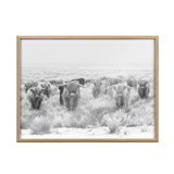 Black and white framed photo of seven Highland cows with long hair and large curved horns standing in a snowy grassy field facing the camera.