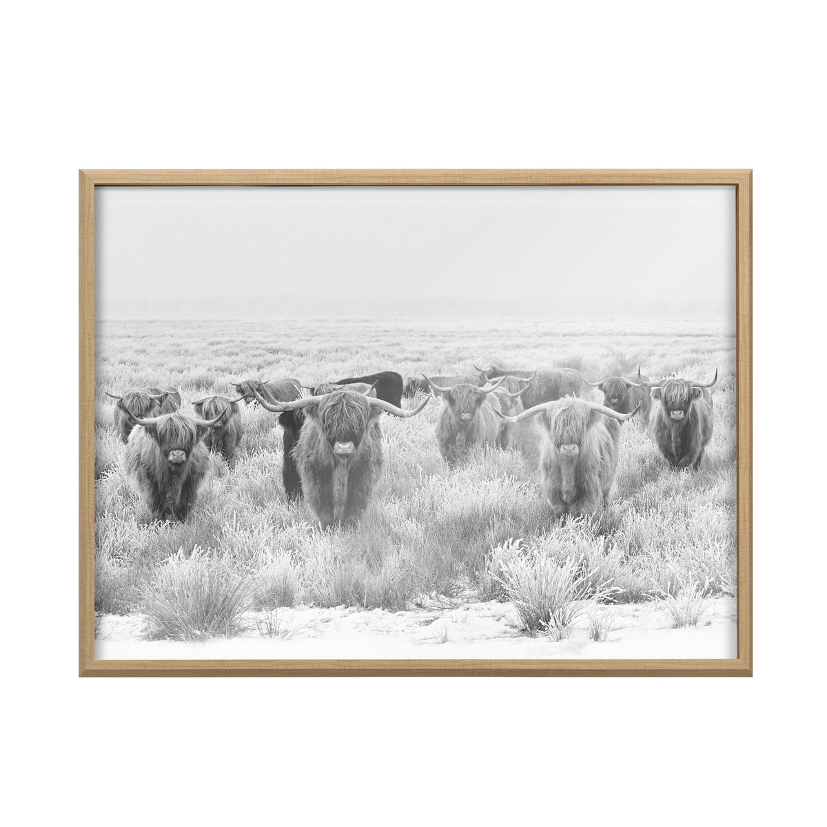 Black and white framed photo of seven Highland cows with long hair and large curved horns standing in a snowy grassy field facing the camera.