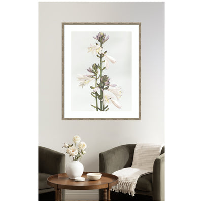 Framed Art Hosta by Alicia Abla