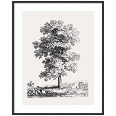 Framed Art Jean Victor Bertin Study of a Tree 1816