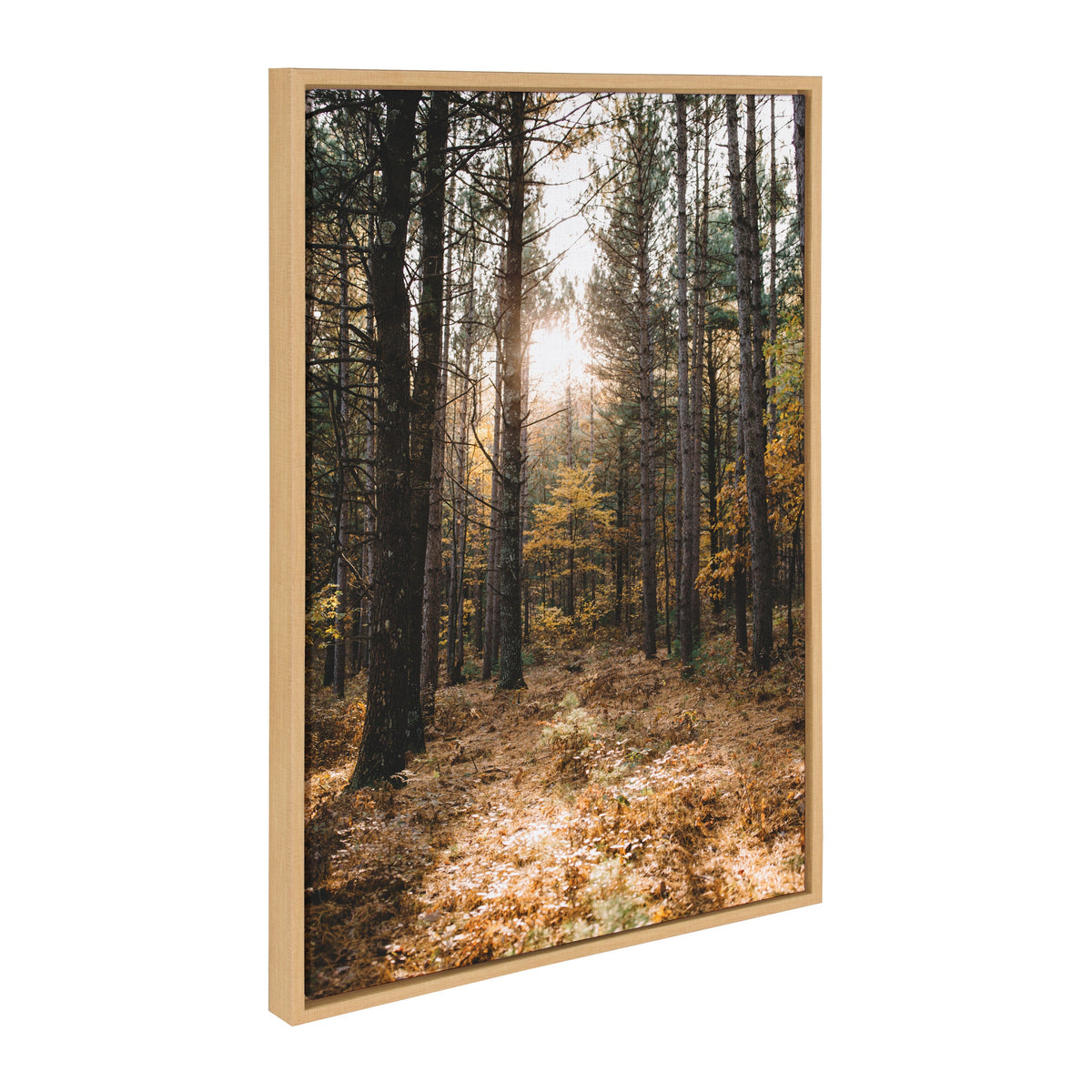 Framed canvas photograph showing a sunlit forest with tall pine trees and autumn foliage on the ground, capturing a peaceful woodland path.