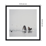Framed square photograph showing two humpback whales surfacing with mouths open and birds flying above calm gray water under a pale sky.