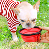 Light beige French Bulldog wearing a red and white striped shirt drinking from a collapsible red silicone dog bowl held by a hand outdoors on grass.