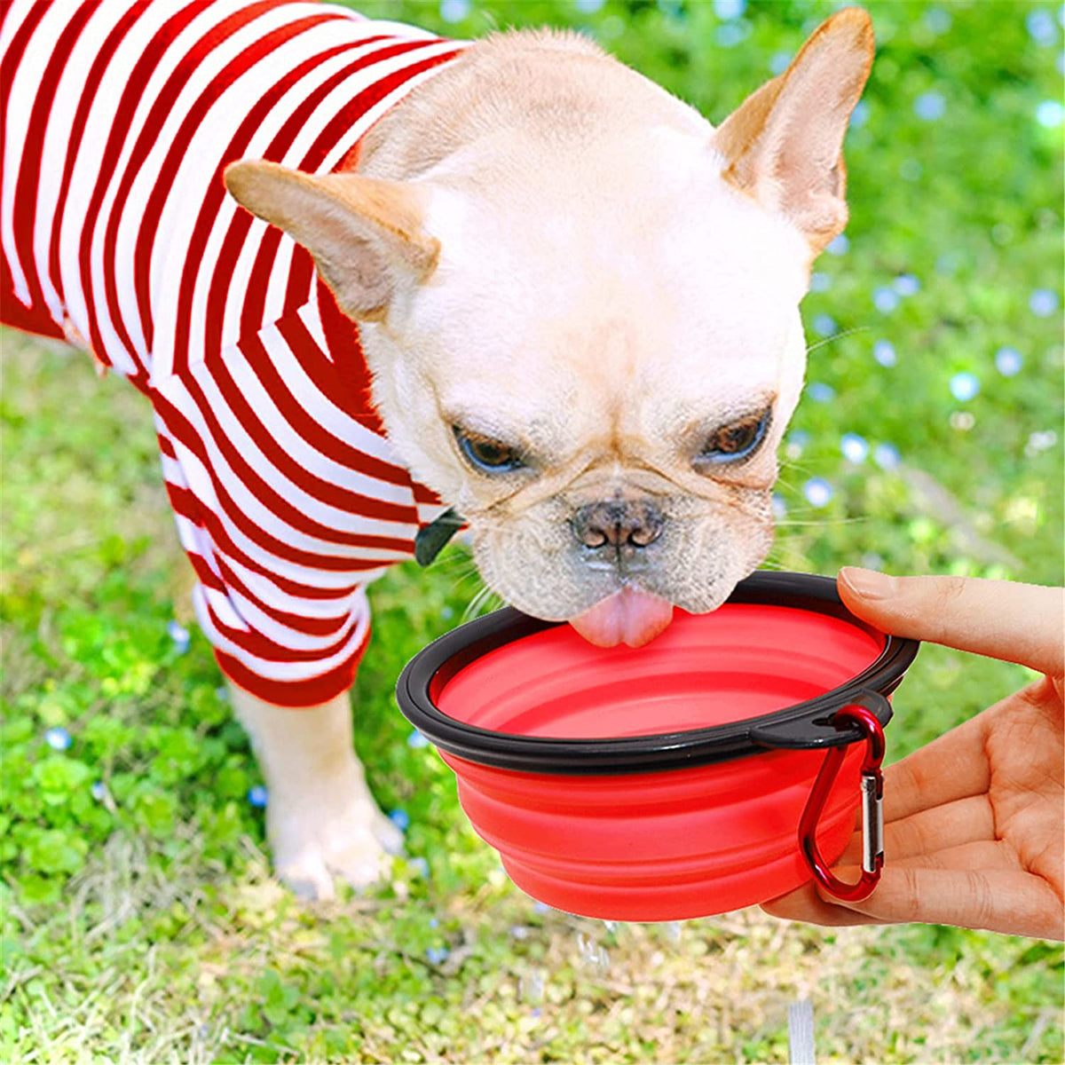 Light beige French Bulldog wearing a red and white striped shirt drinking from a collapsible red silicone dog bowl held by a hand outdoors on grass.