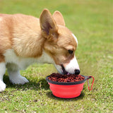 Tan and white corgi dog eating dry kibble from a red collapsible silicone bowl with black rim and attached red carabiner on grass
