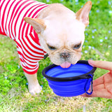Light fawn French bulldog in red and white striped shirt drinking water from a blue collapsible dog bowl held by a hand outdoors on grass