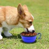 A brown and white corgi eating dry dog food from a blue collapsible bowl with a carabiner on grass.