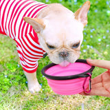 Small light-colored dog in red and white striped shirt drinking from a pink collapsible silicone bowl held by a hand outdoors on green grass