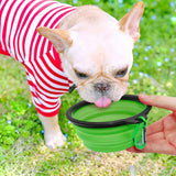 Light-colored French bulldog wearing a red and white striped shirt drinking water from a green collapsible bowl held by a human hand outdoors on grass.